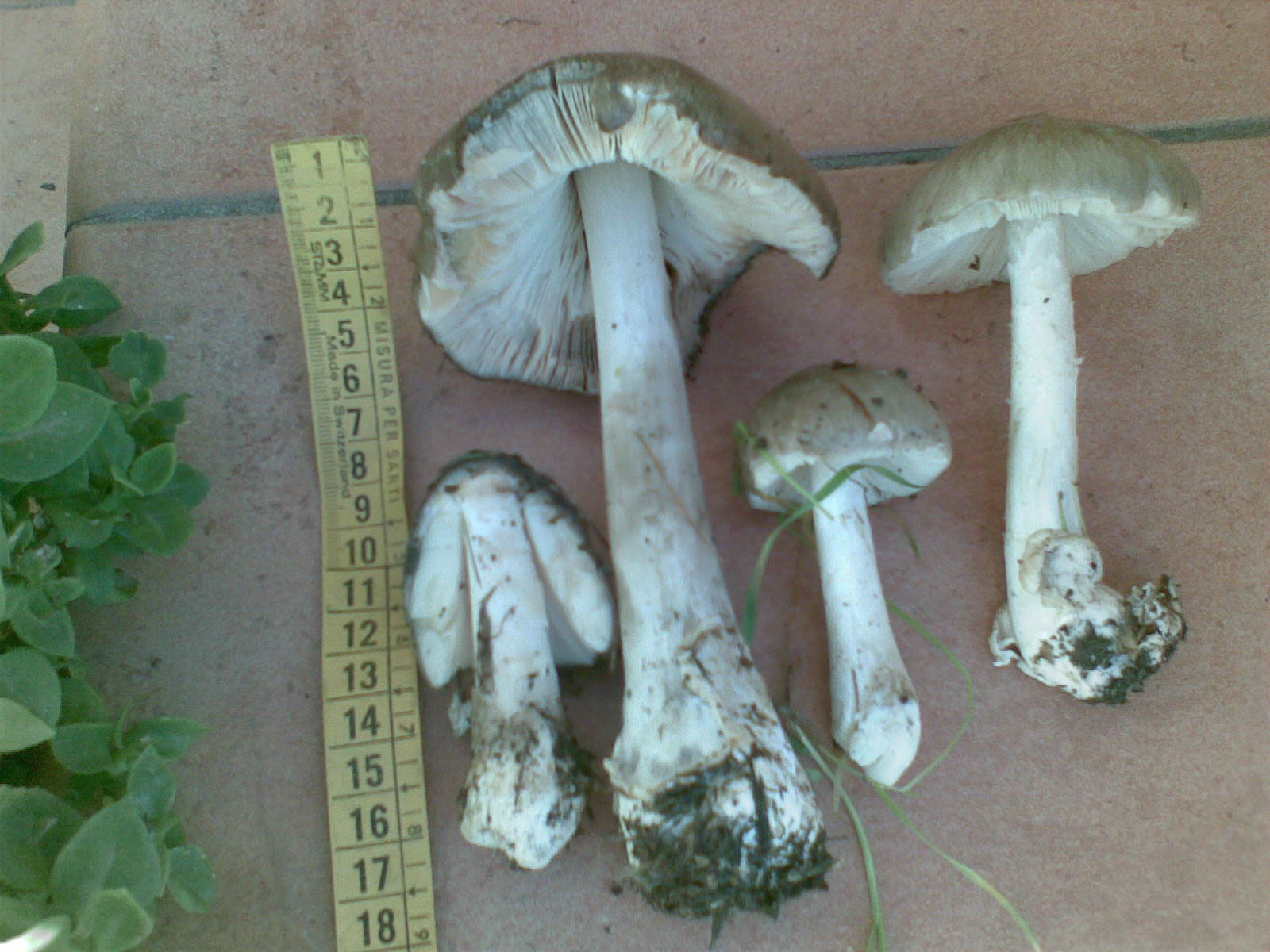 Volvariella gloiocephala